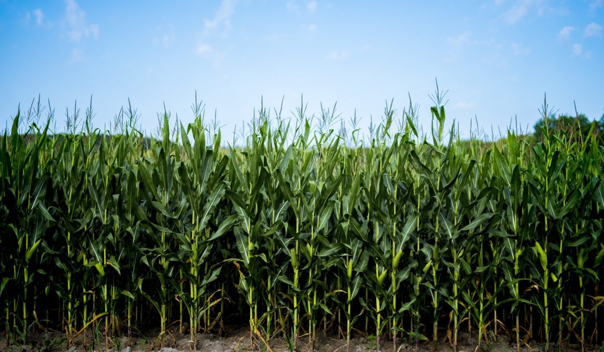 A beautiful shot of cornfield with a blue sky in the background